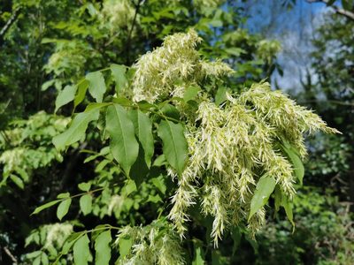Fraxinus ornus, photographed by Rachel Webster