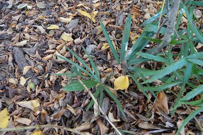 Trachycarpus fortunei, photographed by Jon Sullivan