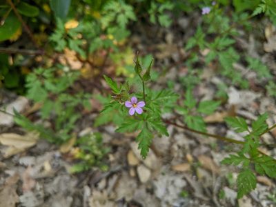 Geranium purpureum, photographed by Katarzyna Żarnowiec