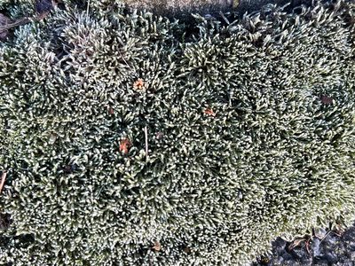 Bryum argenteum, photographed by Jon Sullivan