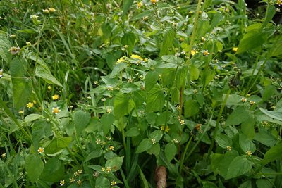 Galinsoga parviflora, photographed by Jon Sullivan