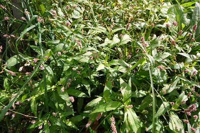 Persicaria maculosa, photographed by Jon Sullivan