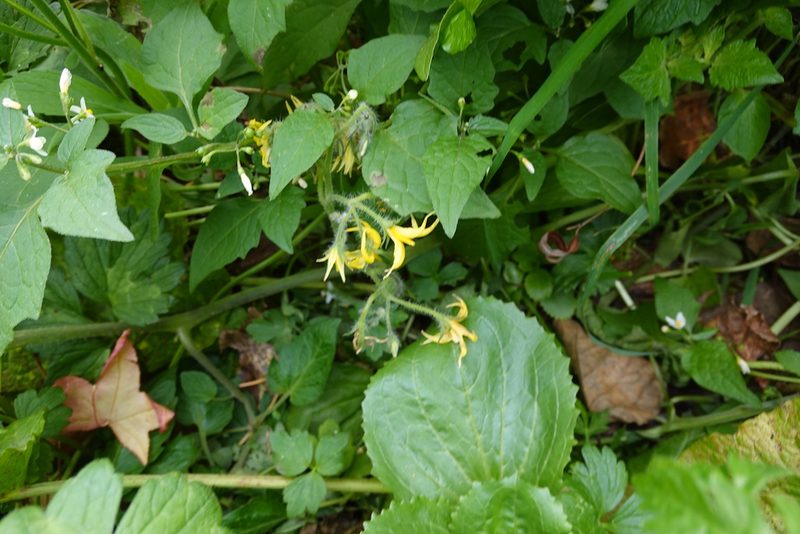 Solanum lycopersicum, photographed by Jon Sullivan