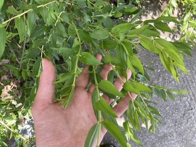 Coriaria myrtifolia, photographed by Marc Riera
