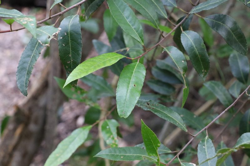 Elaeocarpus reticulatus, photographed by Greg Tasney
