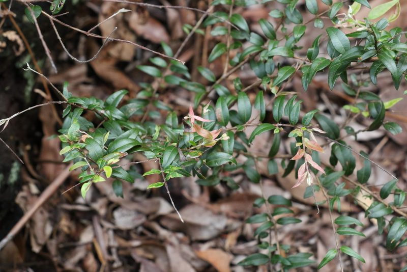 Austromyrtus dulcis, photographed by Greg Tasney