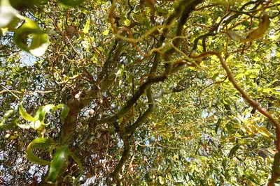 Salix babylonica, photographed by Jon Sullivan
