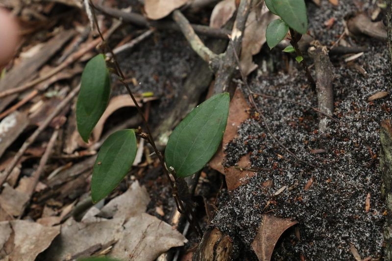 Smilax glyciphylla, photographed by Greg Tasney