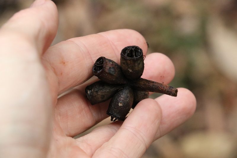Eucalyptus robusta, photographed by Greg Tasney