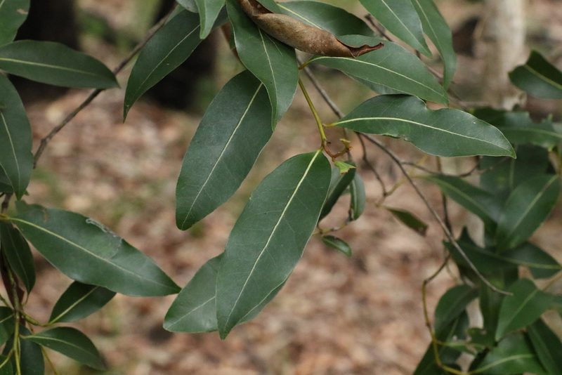 Endiandra sieberi, photographed by Greg Tasney
