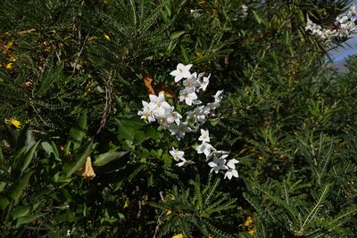 Solanum laxum, photographed by Jon Sullivan