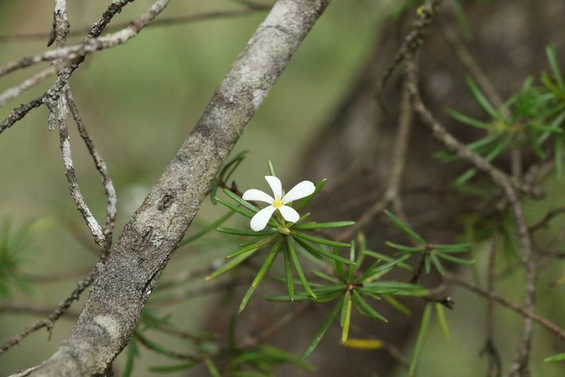 Ricinocarpos pinifolius, photographed by Greg Tasney