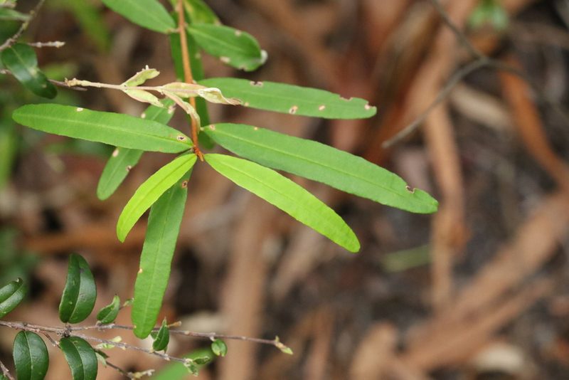 Phebalium woombye, photographed by Greg Tasney