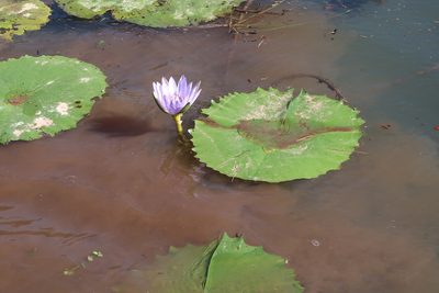 Nymphaea nouchali, photographed by Presha Soogrim
