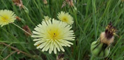 Urospermum dalechampii, photographed by Leonardo Ancillotto