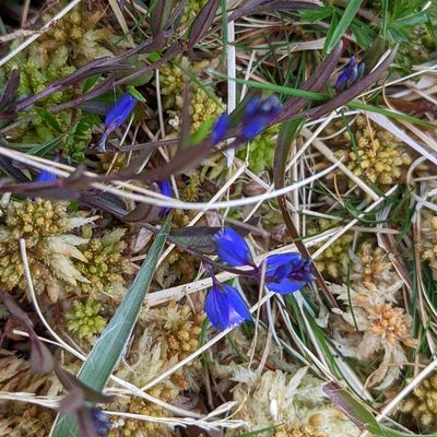 Polygala serpyllifolia, photographed by Hazza