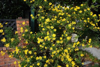Euryops chrysanthemoides, photographed by Jon Sullivan