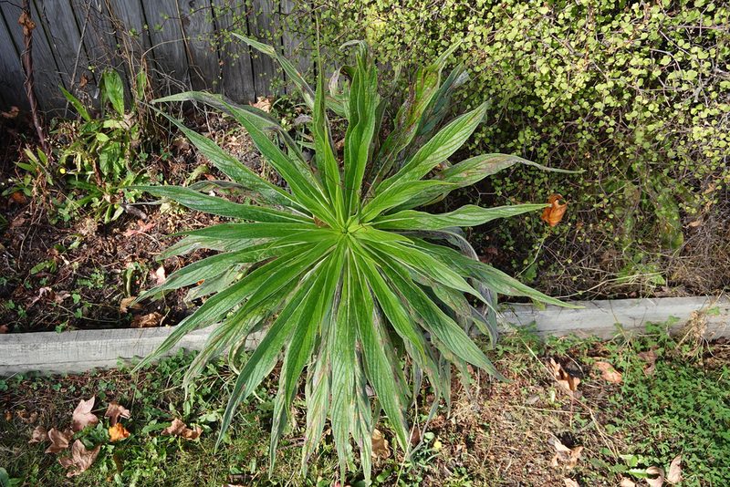 Echium pininana, photographed by Jon Sullivan