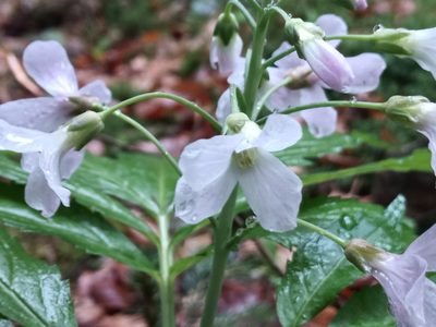 Cardamine heptaphylla, photographed by Michael Hennig