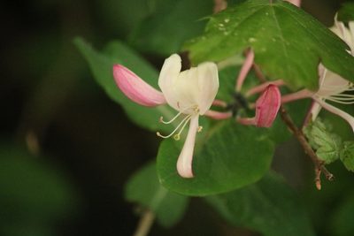 Lonicera caprifolium, photographed by Serena De Santis