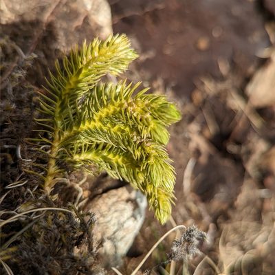 Huperzia selago, photographed by Hazza