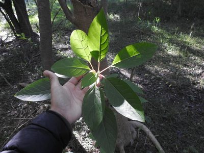 Phytolacca dioica, photographed by Eduardo Luis Beltrocco