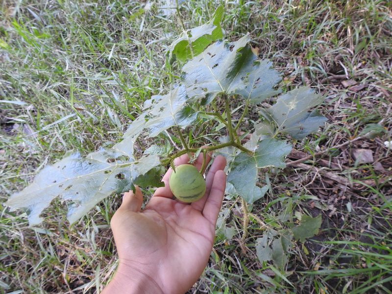 Solanum palinacanthum, photographed by Eduardo Luis Beltrocco