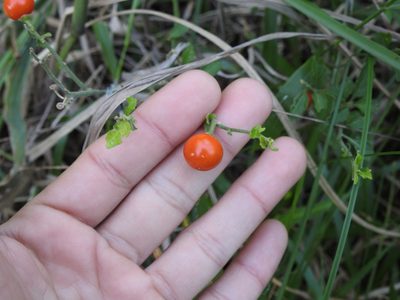 Solanum pseudocapsicum, photographed by Eduardo Luis Beltrocco