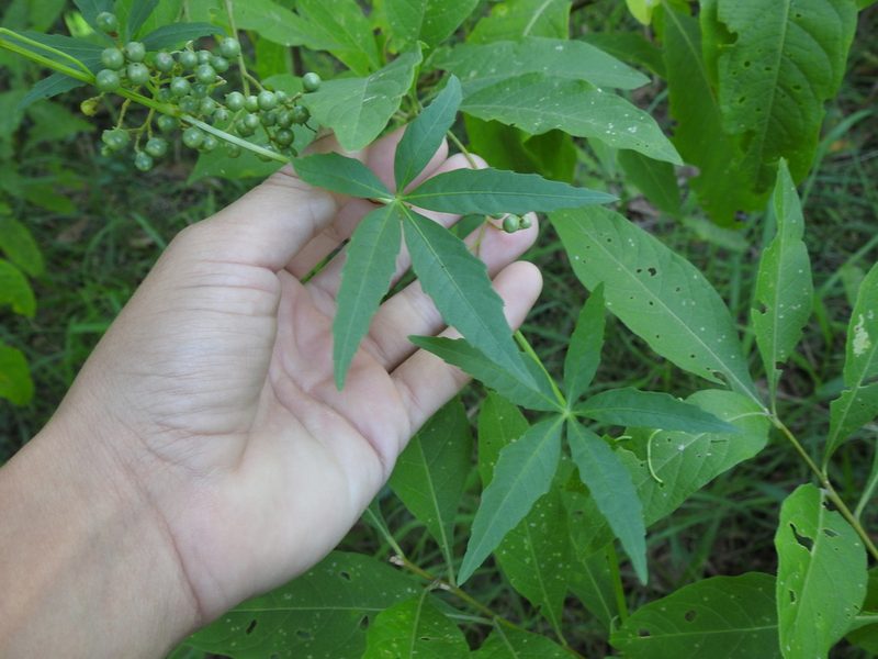 Cissus palmata, photographed by Eduardo Luis Beltrocco