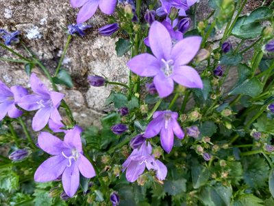 Campanula portenschlagiana, photographed by José Antonio León Mangado