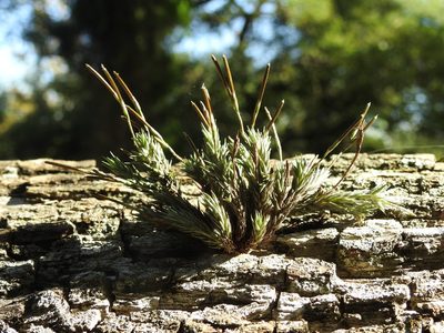 Tillandsia tricholepis, photographed by Eduardo Luis Beltrocco