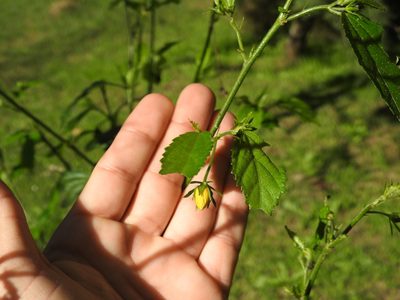 Pavonia sepium, photographed by Eduardo Luis Beltrocco