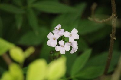 Cardamine bulbifera, photographed by Serena De Santis