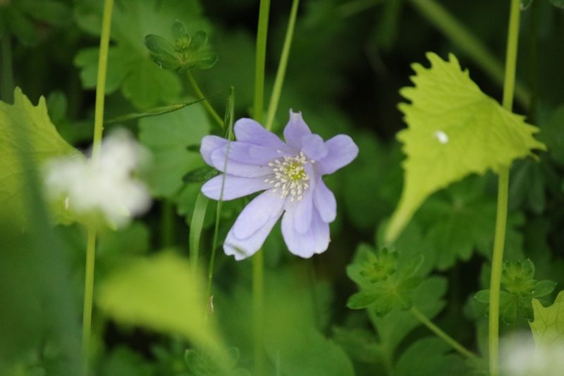 Anemonoides apennina, photographed by Serena De Santis