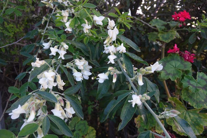 Chamaecytisus proliferus, photographed by Jon Sullivan
