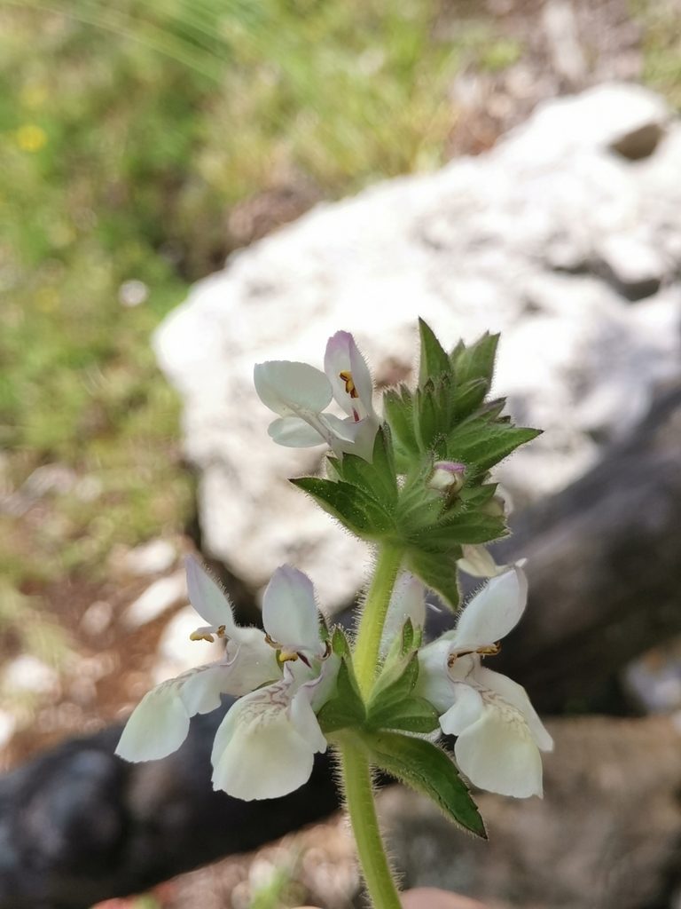 Stachys spinulosa, photographed by Ljaž