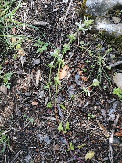 Stachys spinulosa, photographed by Ljaž