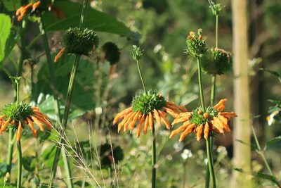 Leonotis nepetifolia, photographed by Presha Soogrim