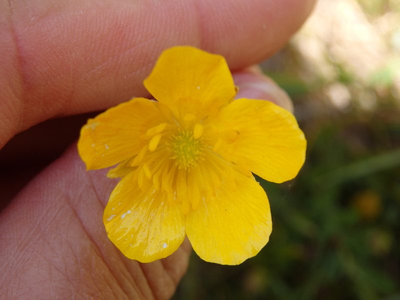 Ranunculus paludosus, photographed by Carminda Santos