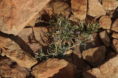 Limeum aethiopicum, photographed by Tony Rebelo