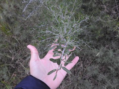 Schinus longifolia, photographed by Eduardo Luis Beltrocco