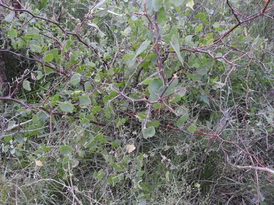 Lycium boerhaviifolium, photographed by Eduardo Luis Beltrocco