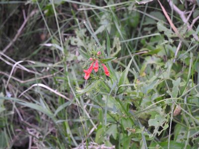 Dicliptera squarrosa, photographed by Eduardo Luis Beltrocco
