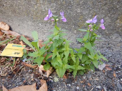 Nemesia fruticans, photographed by Jon Sullivan
