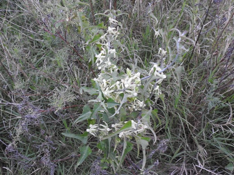 Araujia odorata, photographed by Eduardo Luis Beltrocco