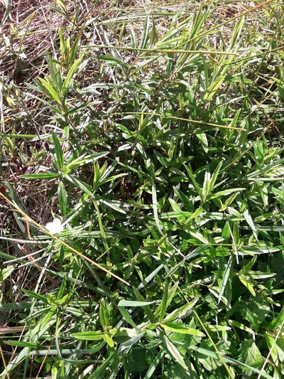 Epilobium pallidiflorum, photographed by naturewatchwidow