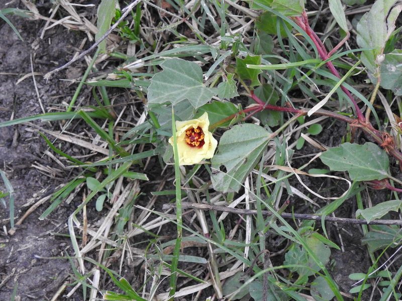 Cienfuegosia drummondii, photographed by Eduardo Luis Beltrocco