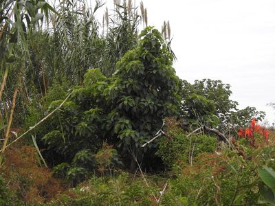 Phytolacca dioica, photographed by Eduardo Luis Beltrocco