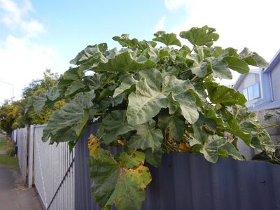 Malva arborea, photographed by Jon Sullivan