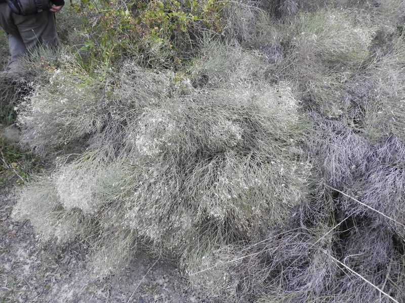 Baccharis notosergila, photographed by Eduardo Luis Beltrocco
